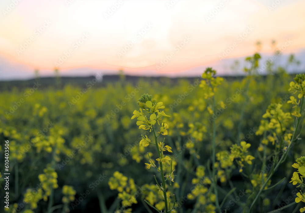 Field of blooming rapeseed in the evening