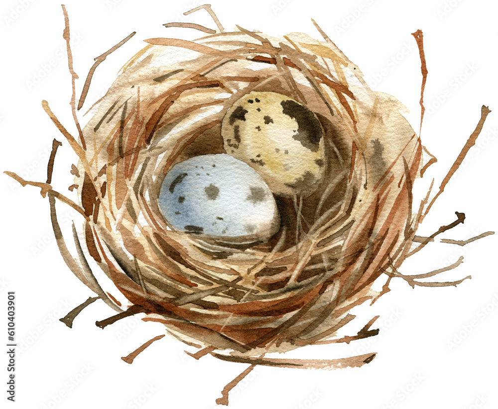 Obraz premium Watercolor bird's nest illustration PNG