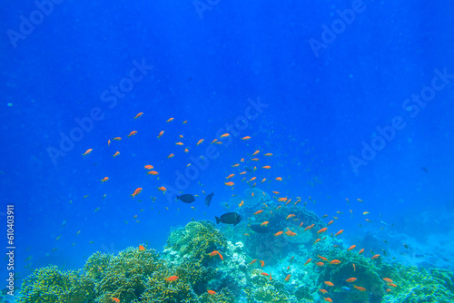 Different tropical fish at coral reef in the Red sea in Ras Mohammed national park  Sinai peninsula in Egypt