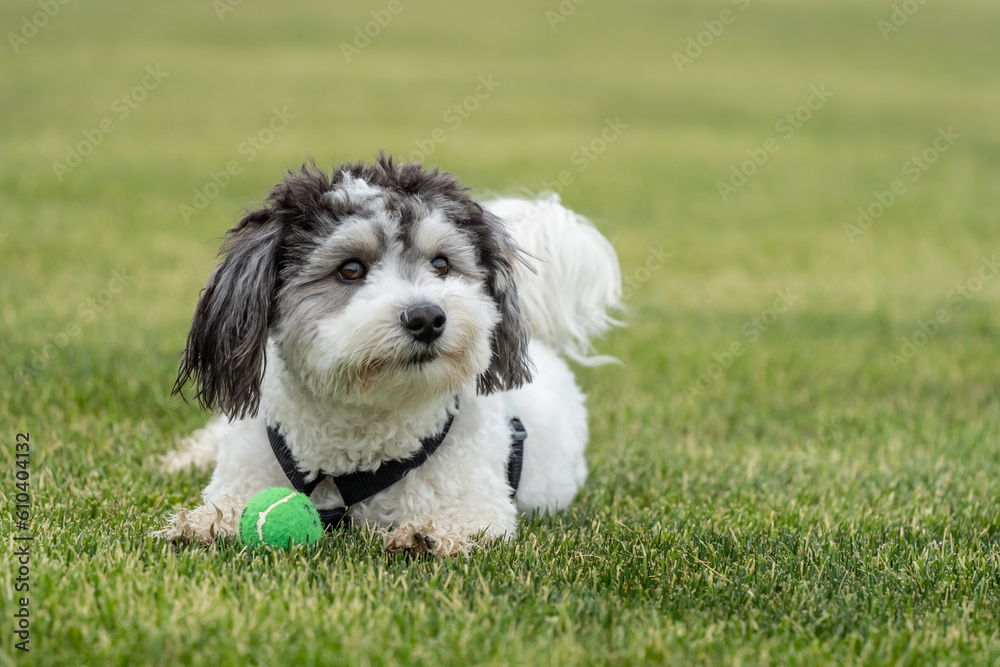 Cute Little Black and White Dog with Ball