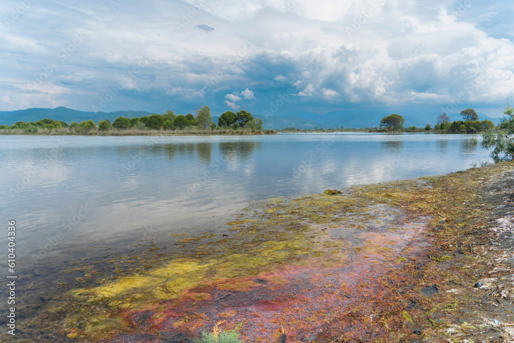 Kune lagoon, Albania Lezha, colors algae, pink algae