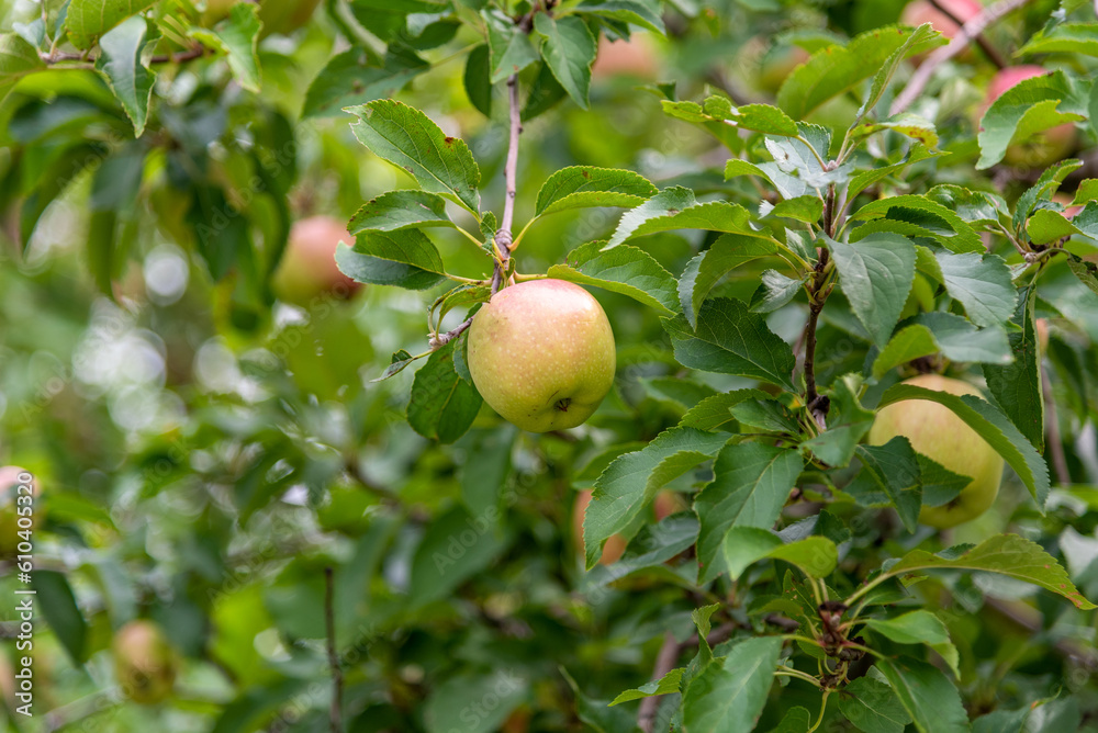Ripe Wild Apples Ready For Harvest In Late August In Wisconsin