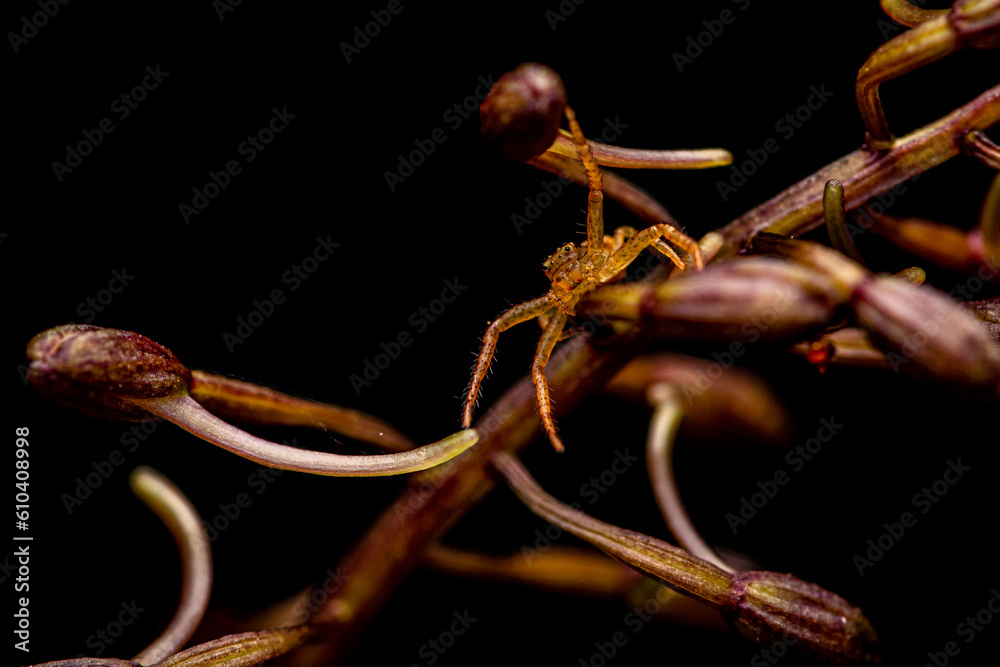 Crab Spider (Thomisidae) on a Crippled Cranefly Orchid (Tipularia Discolor). Great Smoky
