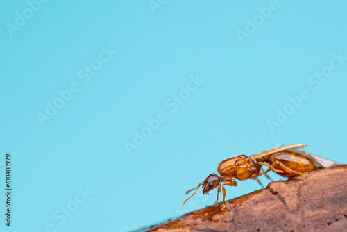 Theif Ant (Solenopsis carolinensis) Queen. Castle Rock, Colorado USA
