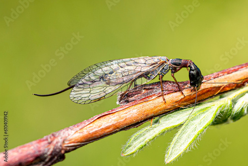 Snakefly (Agulla sp) on Sage. Yellowstone Bighorn Research Association, Montana USA photo