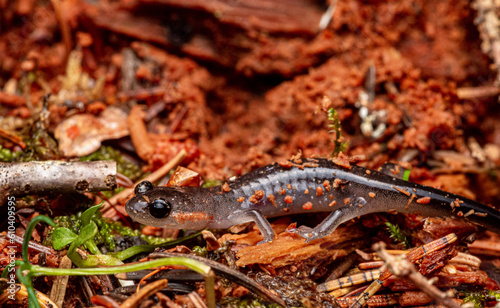 Fotografija Baby Imitator Salamander (Desmognathus imitator) or Jordans' Red Cheeked Salamander (Plethodon jordani) Inside Red Log