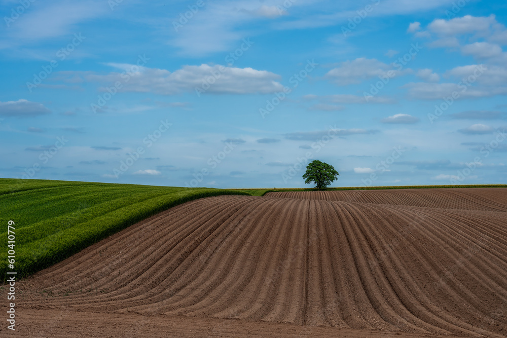Fields freshly cultivated, a lonely tree on the horizon