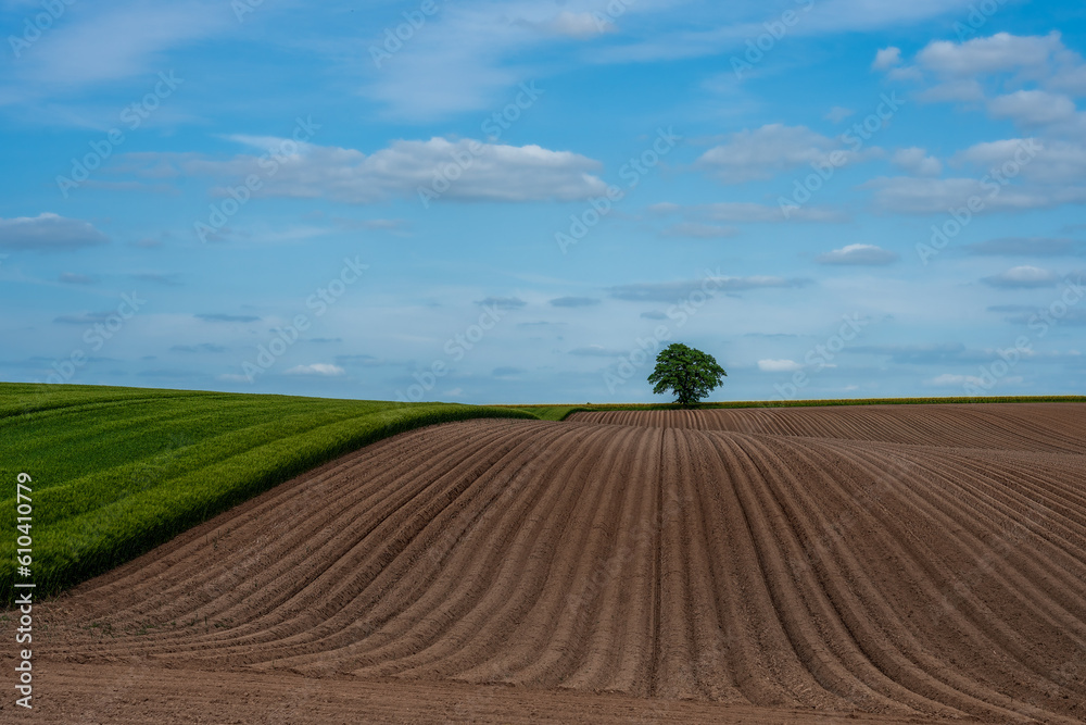 Fields freshly cultivated, a lonely tree on the horizon Fields freshly cultivated, a lonely tree on the horizon