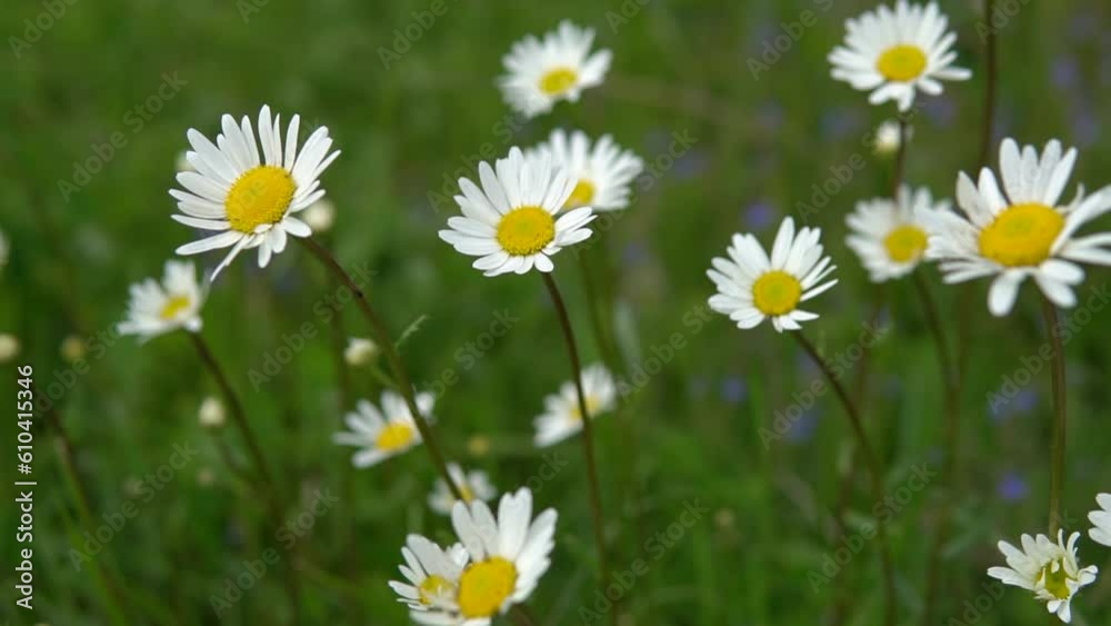 A delicate white and yellow daisy stands out in focus against a meadow of flowering plants, showcasing the fragility and freshness of nature. A delicate white and yellow daisy stands out in focus against a meadow of flowering plants, showcasing the fragility and freshness of nature.