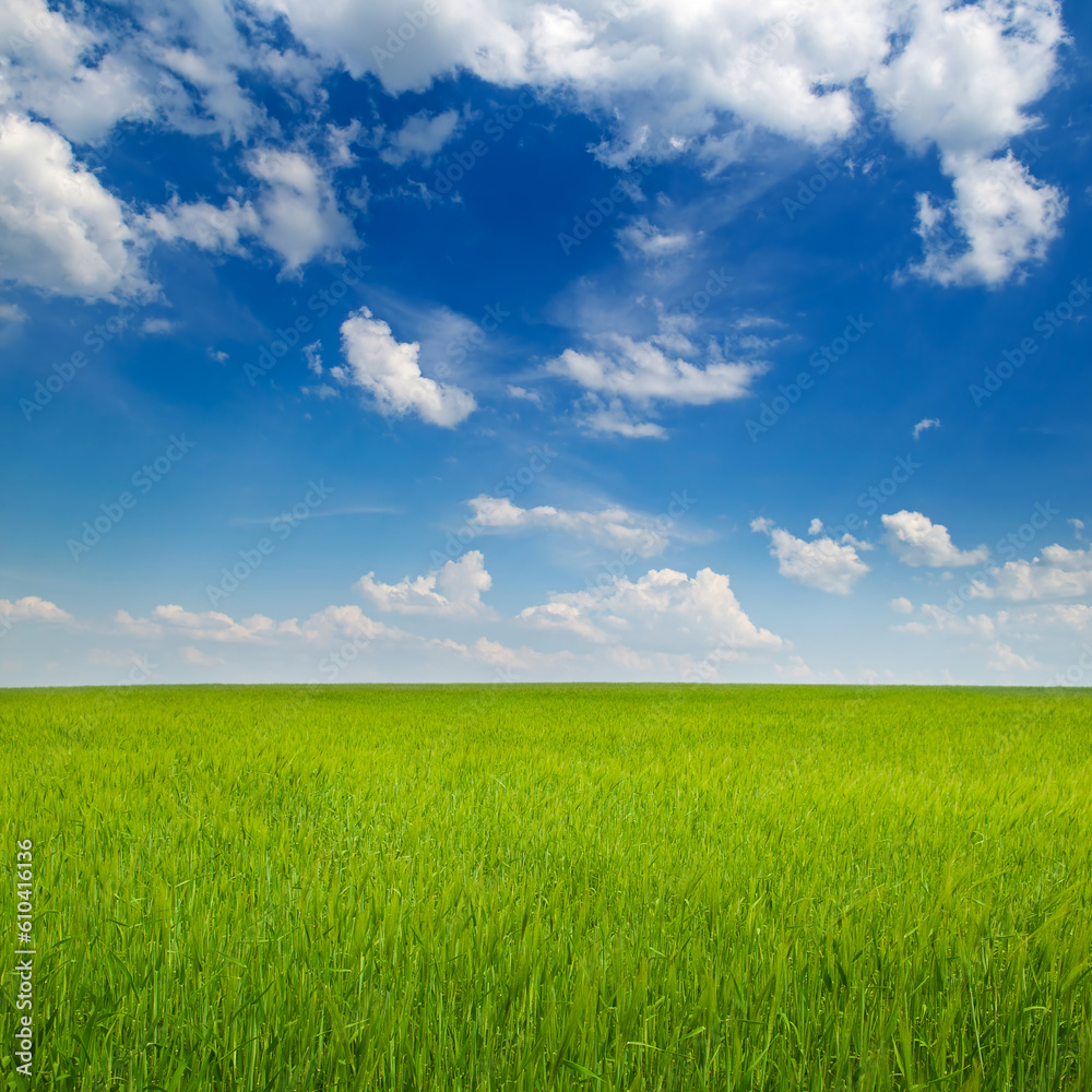 Green wheat field and blue sky. Beautiful spring agrolandscape. Green wheat field and blue sky. Beautiful spring agrolandscape.
