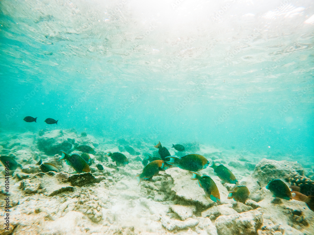 Obraz premium corals and tropical fish underwater sea life