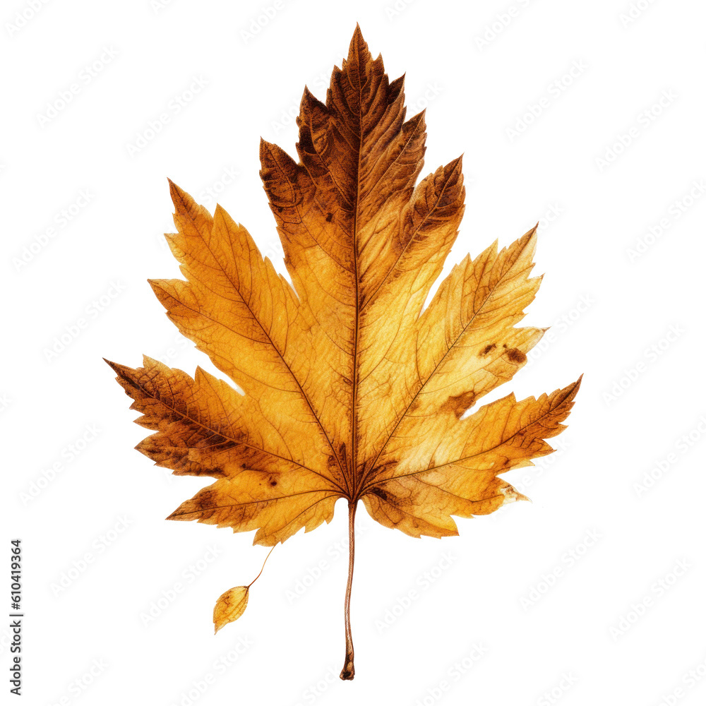 Fototapeta premium Autumn leaf isolated. Illustration AI Generative.