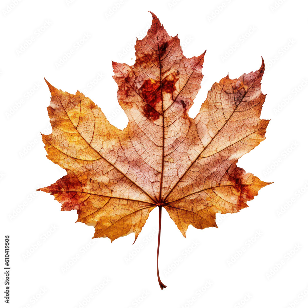 Autumn leaf isolated. Illustration AI Generative. Autumn leaf isolated. Illustration AI Generative.