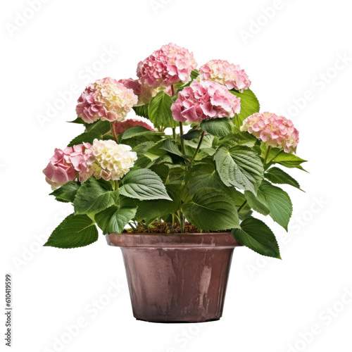 Wallpaper Mural Hydrangea bush in blossom in flowerpot isolated Illustration AI Generative. Torontodigital.ca