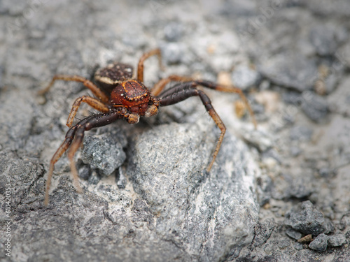 Swamp crab spider (Xysticus ulmi) on the stone road during morning in macro details.