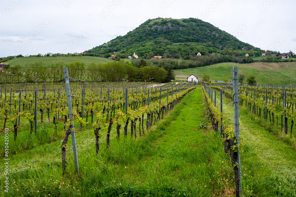 Vineyards and landscape in Hungary in spring.