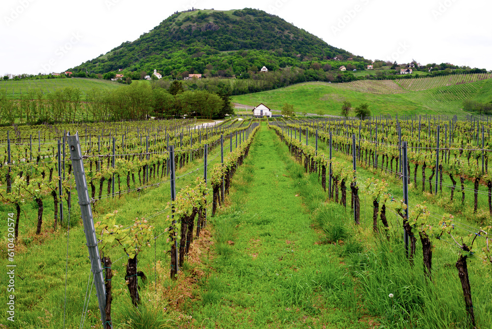 Vineyards and landscape in Hungary in spring. Vineyards and landscape in Hungary in spring.