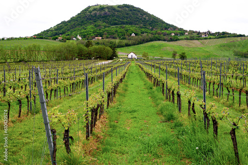 Vineyards and landscape in Hungary in spring.
