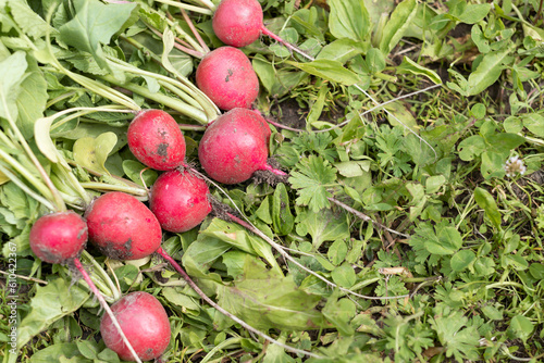 Bunch of red organic farm radish close-up on green grass. Farmer's subsistence farming