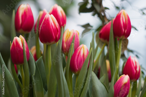 yellow-red tulips on a blurry background