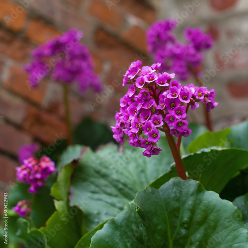 pink flower of the thick-leaved badan on the background of a brick wall