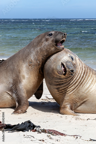 Southern Elephant Seal young juveniles play fighting
