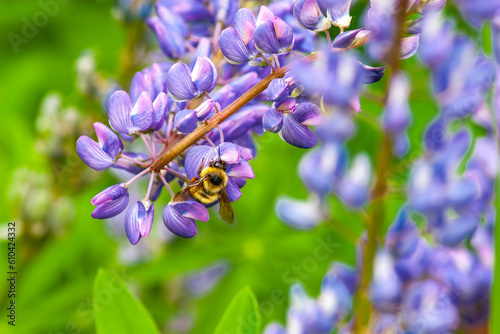 A bumble bee visiting a field of lupines