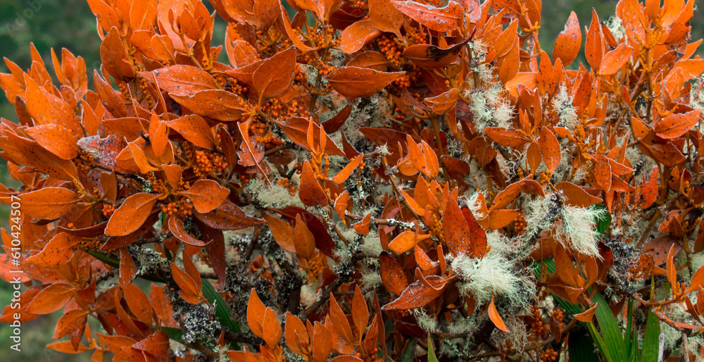 Close up of orange plant in the paramo mountains Close up of orange plant in the paramo mountains