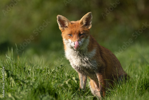 Fototapeta Naklejka Na Ścianę i Meble -  Fox licking lips