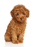Toy Poodle Puppy on White Background