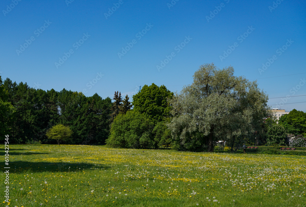 Fototapeta premium meadow with flowers
