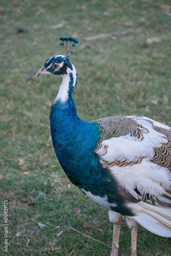 Closeup of a peacock in the grass photo