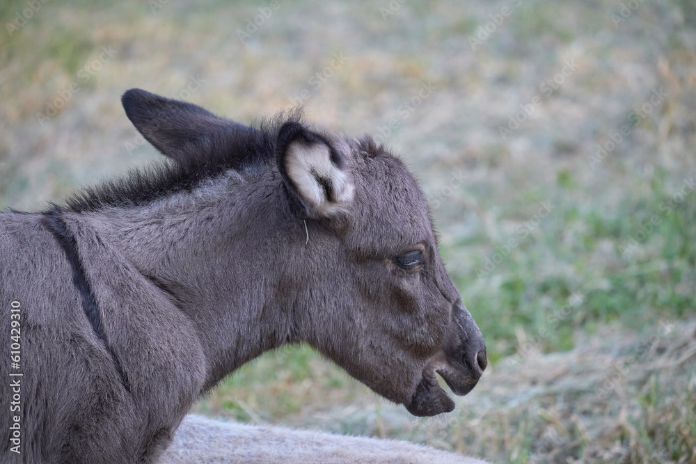A couple of donkeys playing in the grass A couple of donkeys playing in the grass