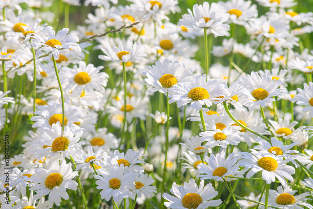Wild daisy flower growing on meadow, lawn, white chamomile on green grass background, close up. Oxeye daisy, Leucanthemum vulgare, Daisies, Common daisy, Dog daisy, Gardening concept.