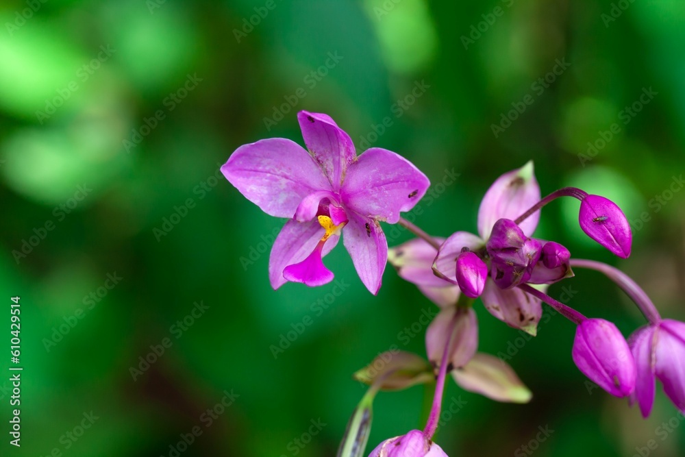 Philippine ground orchid, Spathoglottis plicata Philippine ground orchid, Spathoglottis plicata