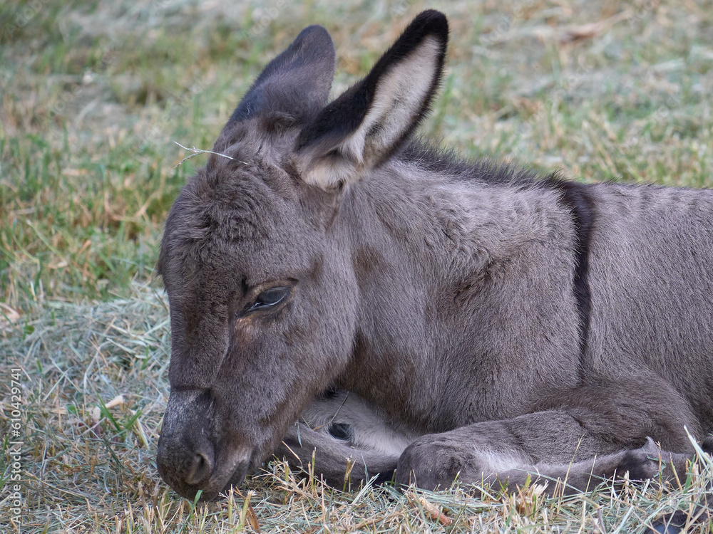 A couple of donkeys playing in the grass A couple of donkeys playing in the grass