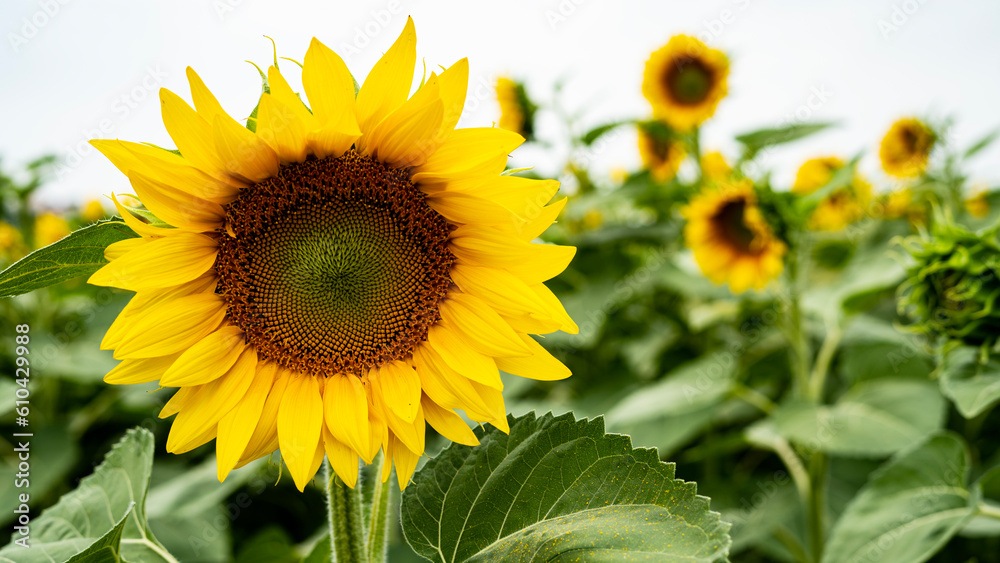 Fototapeta premium Sunflower growing in a field of sunflowers during a nice sunny summer day. 
