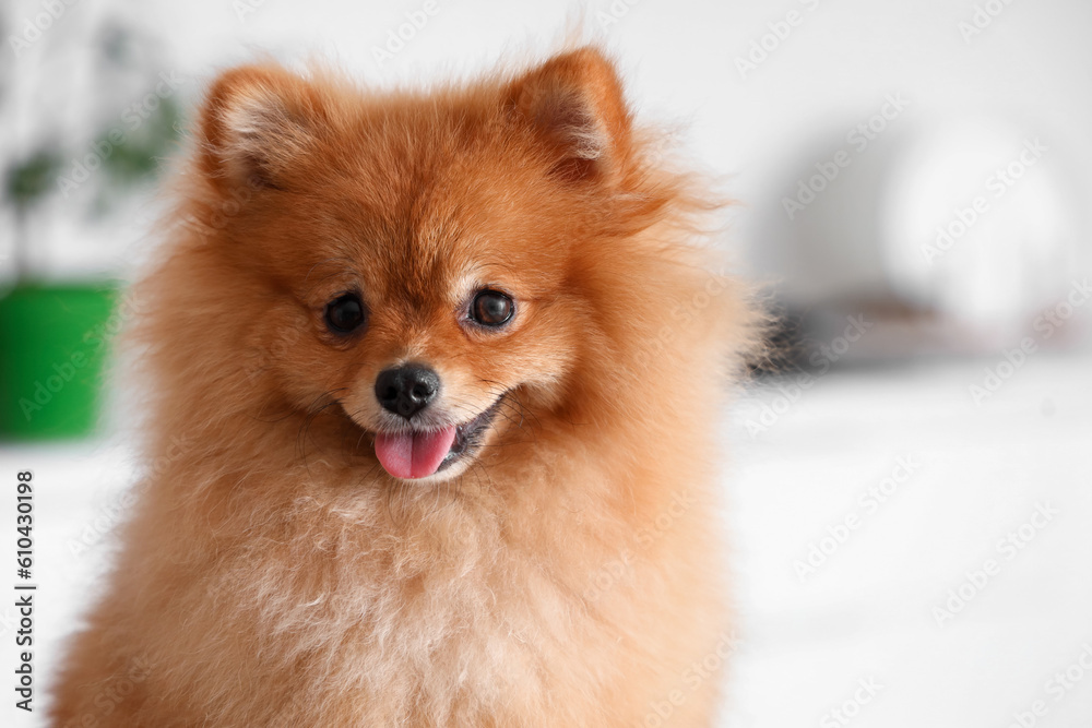 Cute Pomeranian dog in kitchen, closeup