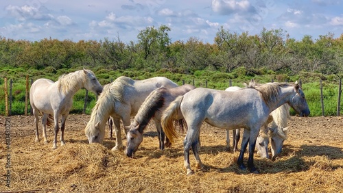 cavalli della razza Camargue che pascolano in Francia photo