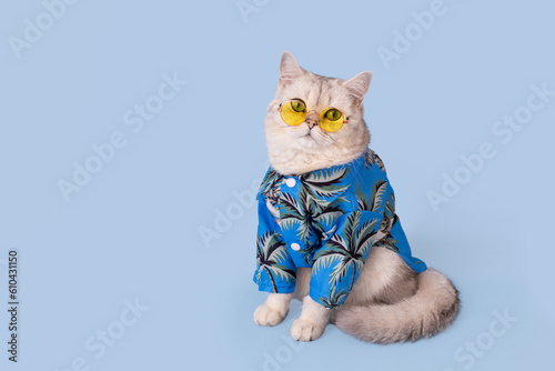 Cute white cat in a blue shirt and yellow eyeglasses sitting on blue background