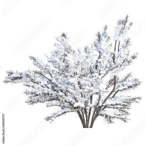A shrub crumbling under the snow isolated on a transparent background 9 3D Dazstudio )