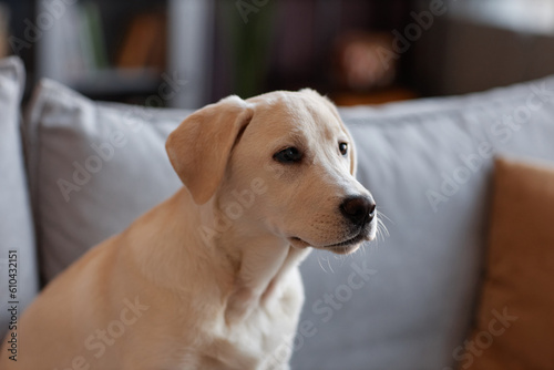 Closeup portrait of white labrador puppy sitting on sofa in home interior, copy space