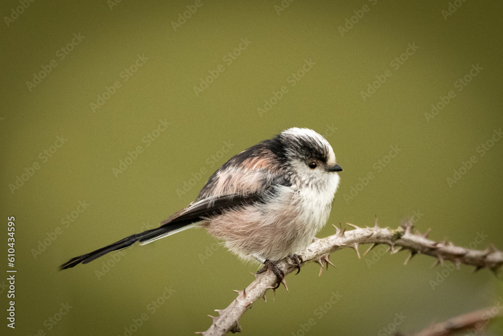 Obraz premium bird on a branch
