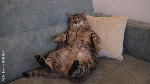 fat brown tabby cat is sleeping on the sofa