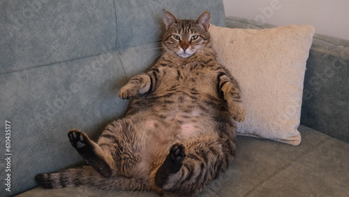 fat brown tabby cat is sleeping on the sofa