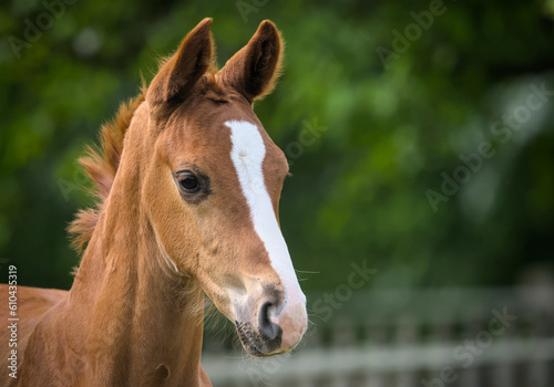 Portrait of a very beautiful, awesome chestnut foal