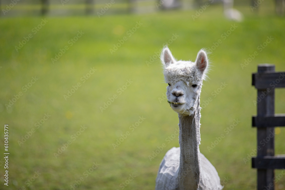 Obraz premium Beautiful closeup of a llama