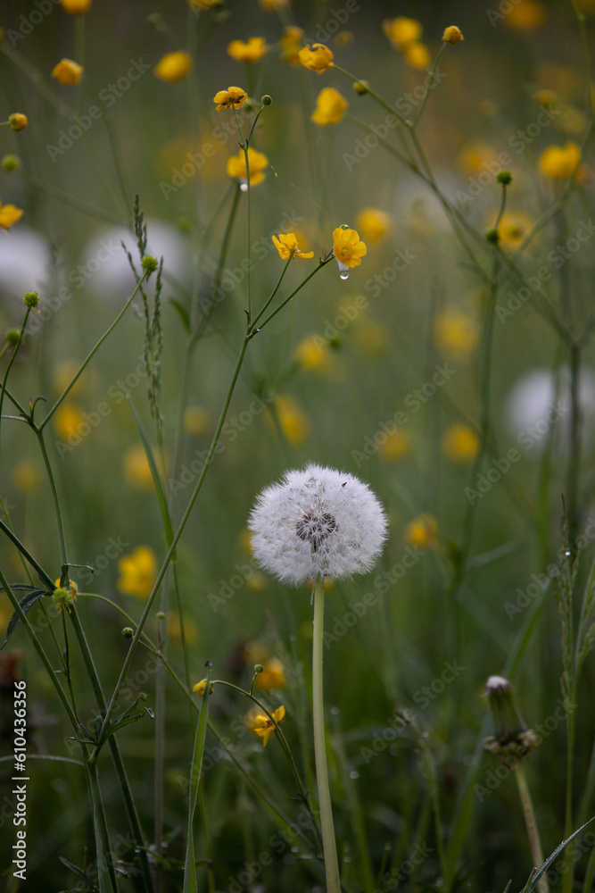 dandelions on a meadow