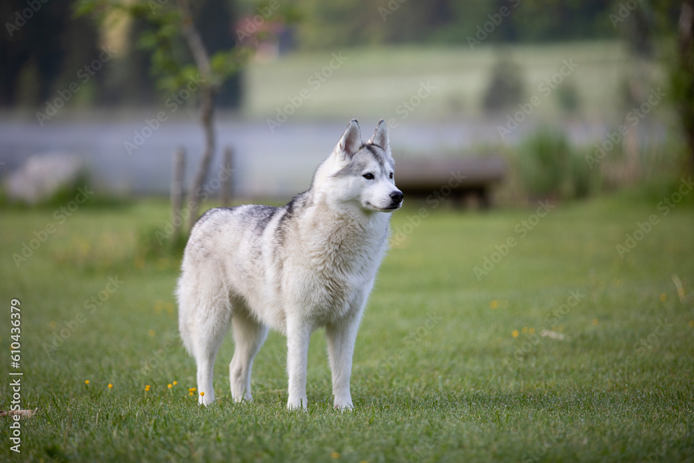 Beautiful Husky dog on a meadow Beautiful Husky dog on a meadow