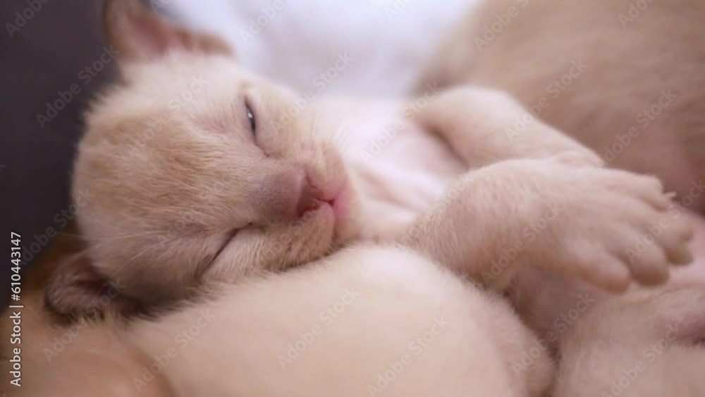 Cute little red kitten sleeps with his siblings Cute little red kitten sleeps with his siblings